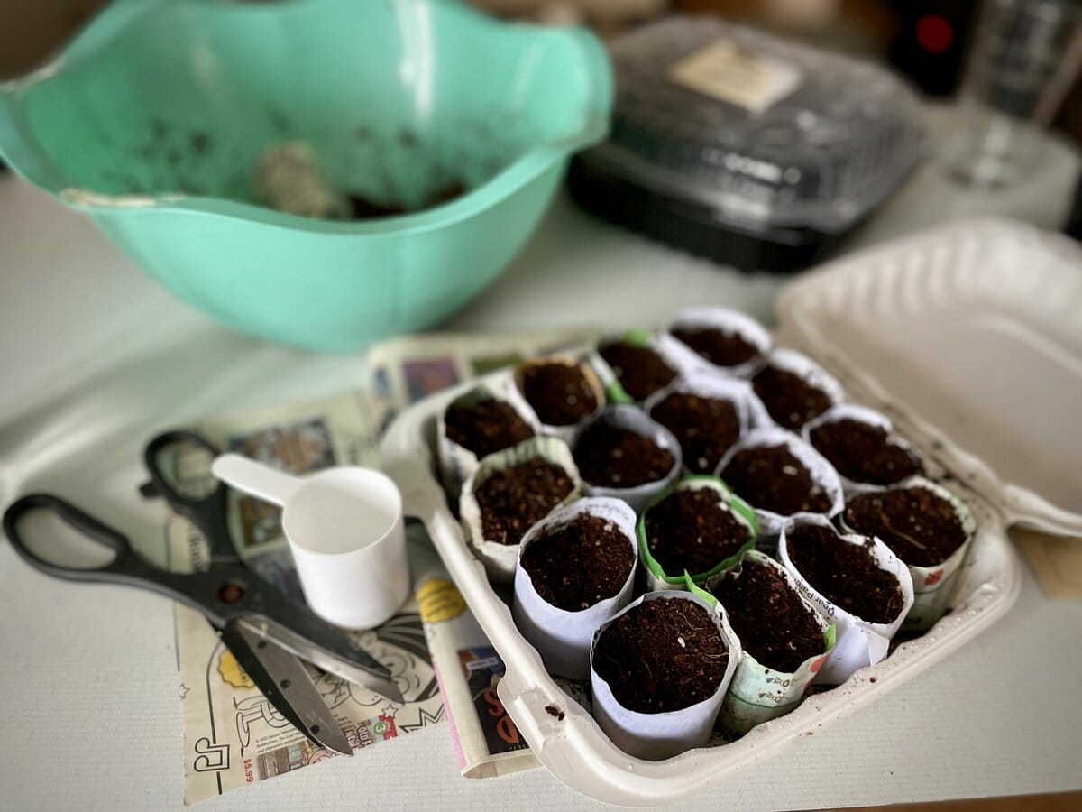 Newspaper Pots & DIY Seed Starting Setup - Catnip And Kombucha